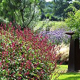 jardin contemporain et persicaria.jpg